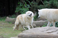 loups blancs.jpg